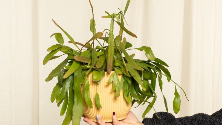 Discover The Unique And Scented Fruits Of Rhipsalis Juengeri