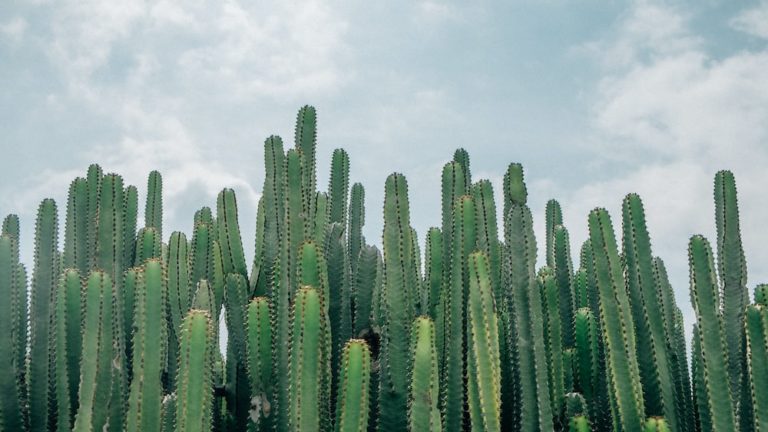 Rhipsalis Pacheco-Leonis: Unusual Cactus Species