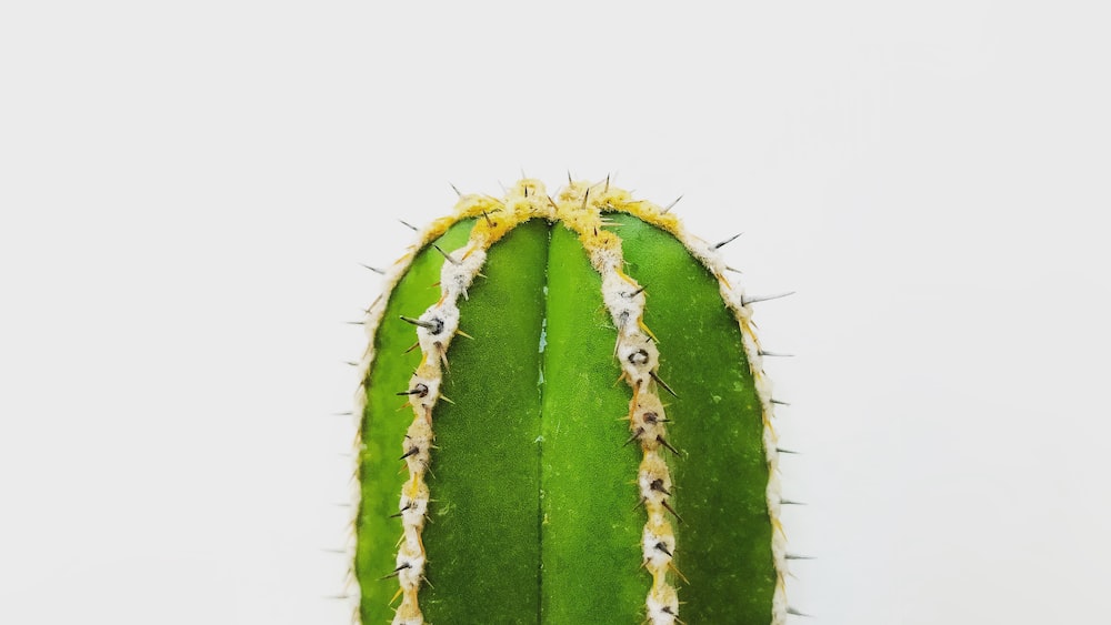 Rhipsalis Pentaptera – Brazilian Trailing Succulent: Cacti / Cactus