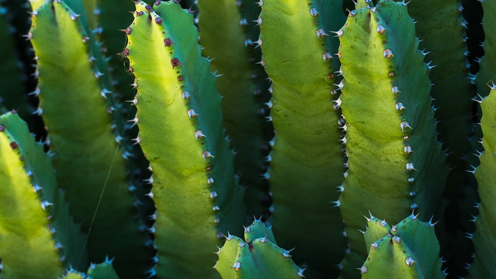 Rhipsalis Quadrangularis: Closeup of Green Cactus