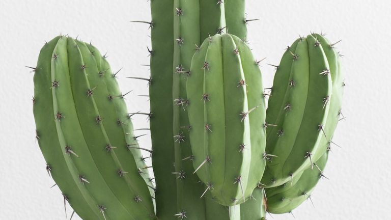 Discover Rhipsalis Salicornioides: The Dancing Bones Cactus