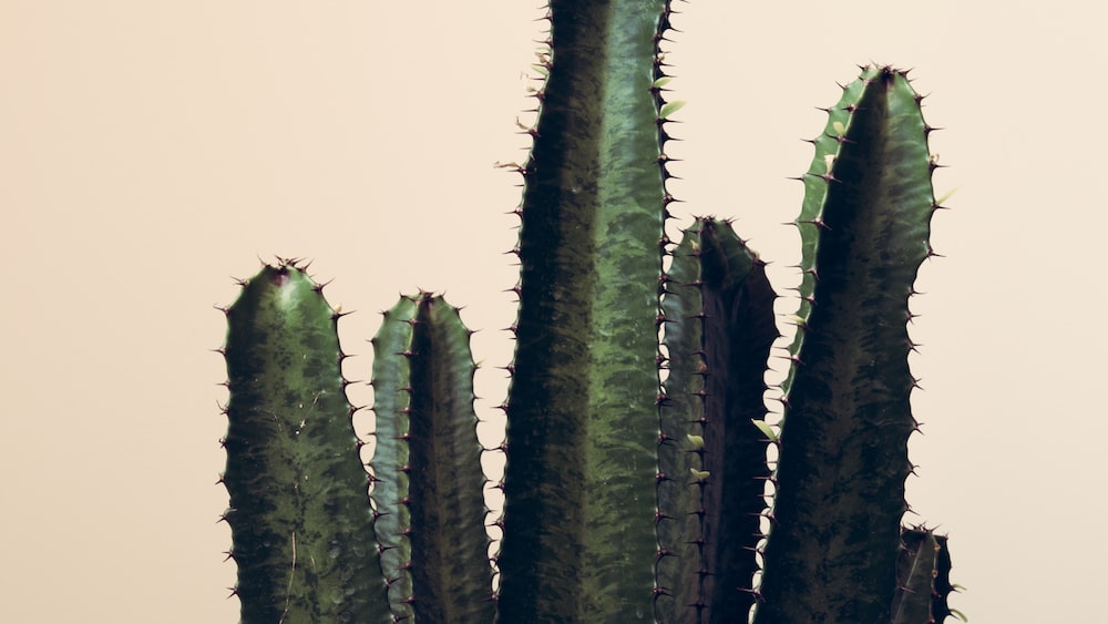 Rhipsalis Sulcata: Cacti - Green Cactus Plant