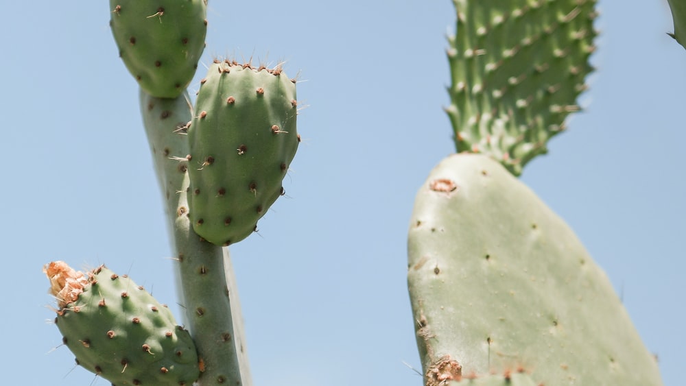 Rhipsalis Trigona: Green Cactus Plant