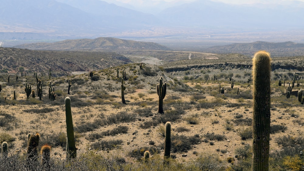 Rustic Cacti and Grass Landscape
