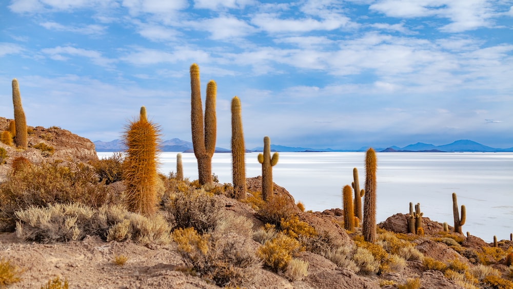 Stunning Cactus Oasis: Uyuni Salt Flats in Bolivia