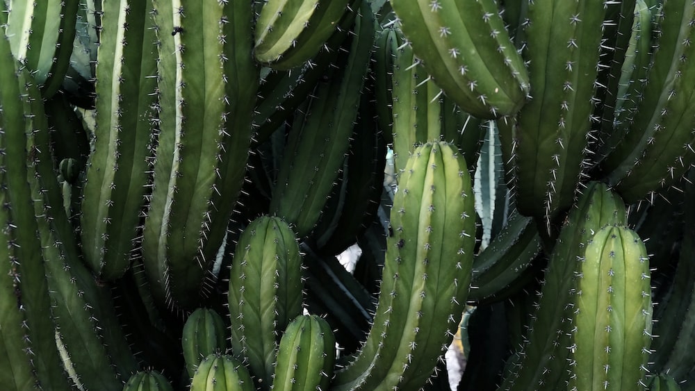 Trailing Wonder: Green Cactus Plants in a Barcelona Park