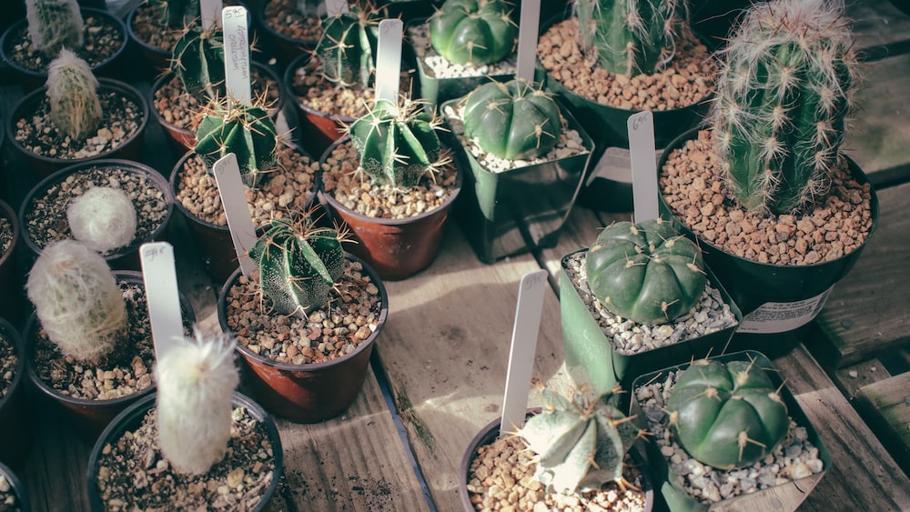Vibrant Cacti Oasis: A Serene Bay Area Nursery