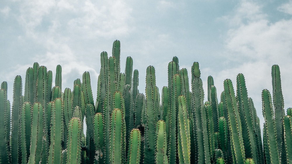 Vibrant Green Cacti: A Crowd of Succulents