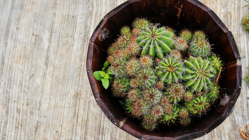 Vibrant Green Cacti in Rustic Brown Pot