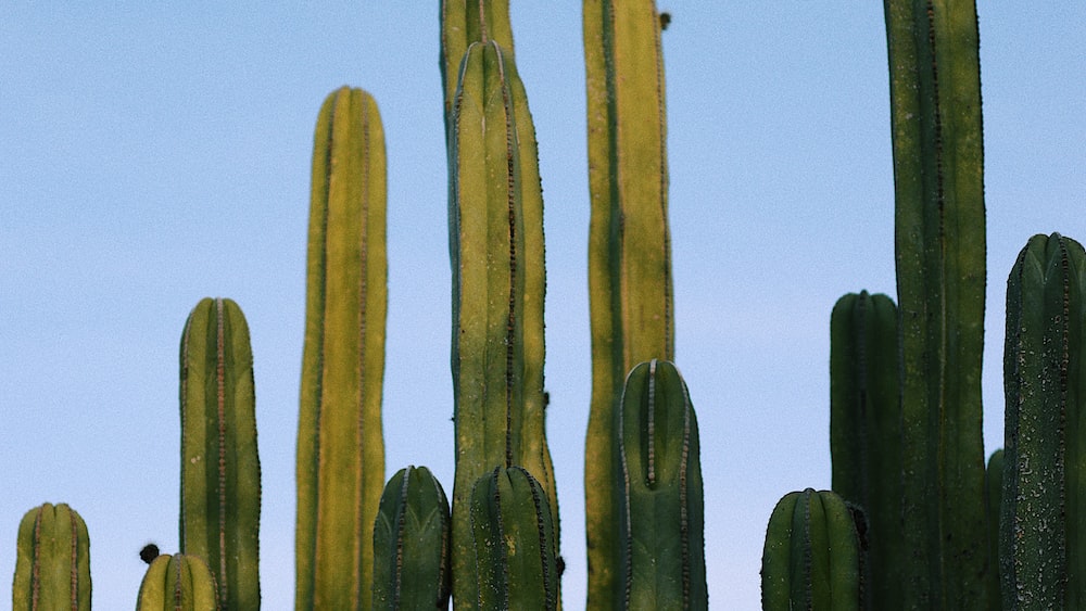 Vibrant Rhipsalis Cashero: A Lush Cactus Thriving under a Clear Blue Sky